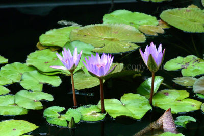 Water Lillies taken in Cairnes Western Australia